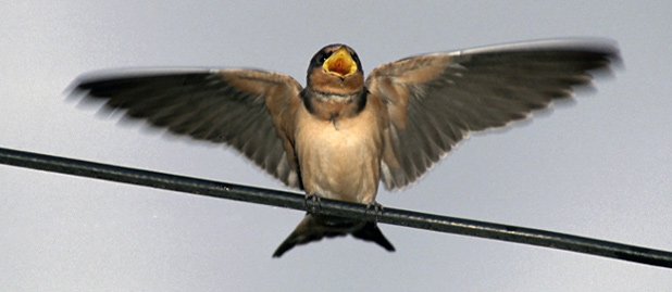 Barn Swallow by Clipart.com