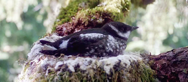 Marbled Murrelet by Thomas Hamer