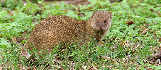 Indian Mongoose