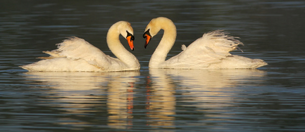 Mute Swans by Tom Grey