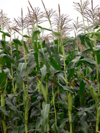 Cornfield by Mike Parr