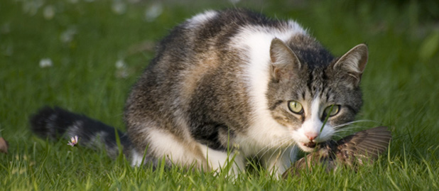 Cat Eating Bird by Gaetan Pirour