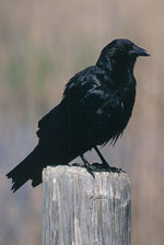 American Crow by USDA