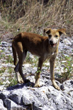 Feral dog by USGS