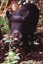 Feral Pig by USGS