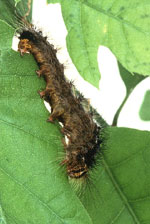 Gypsy Moth by USDA