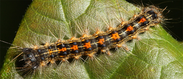 Gypsy Moth Catterpillar