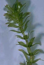 Hydrilla by Washington State Noxious Weed Control Board