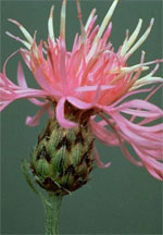 Spotted Knapweed by Washington State Noxious Weed Control Board