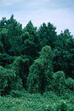 Kudzu by USFWS