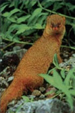 Small Indian Mongoose by 