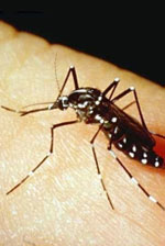 mosquito by USDA