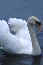 mute swan