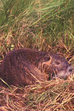 Nutria by 