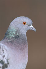 Rock Dove by Clipart.com