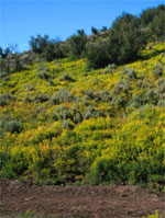 Leafy Spurge by USGS