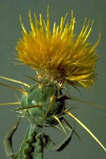 starthistle