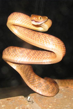 Brown Tree Snake by USFWS