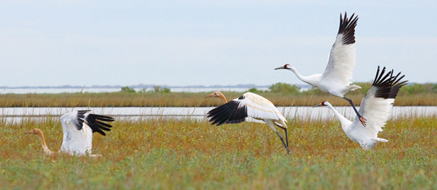 Whooping Cranes by Al Perry