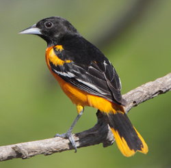 Baltimore Oriole by Greg Lavaty